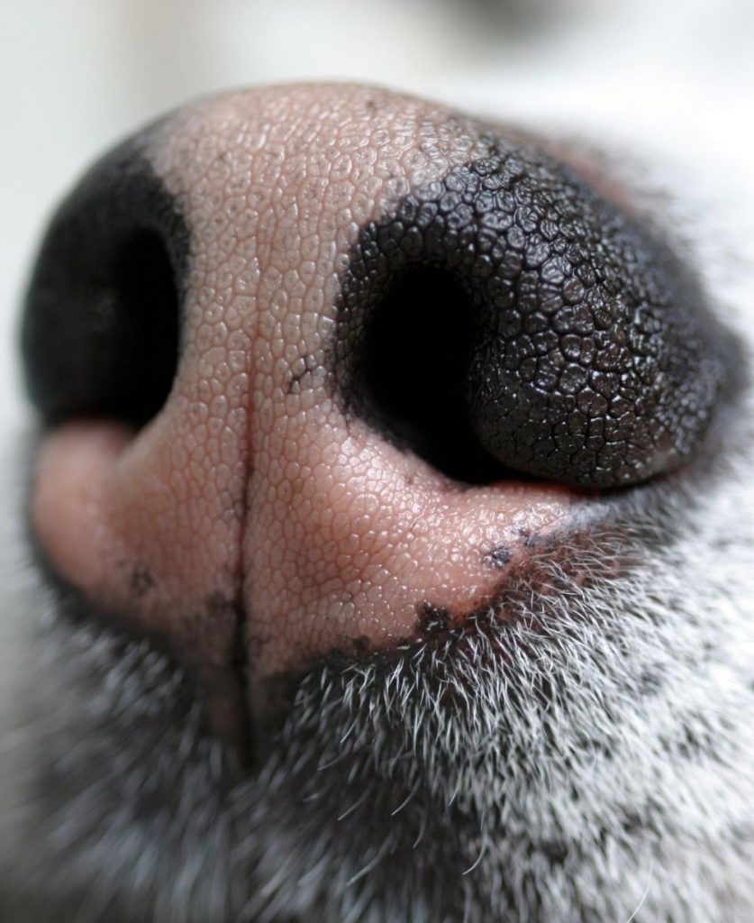 Close Up of Dog's Snow Nose