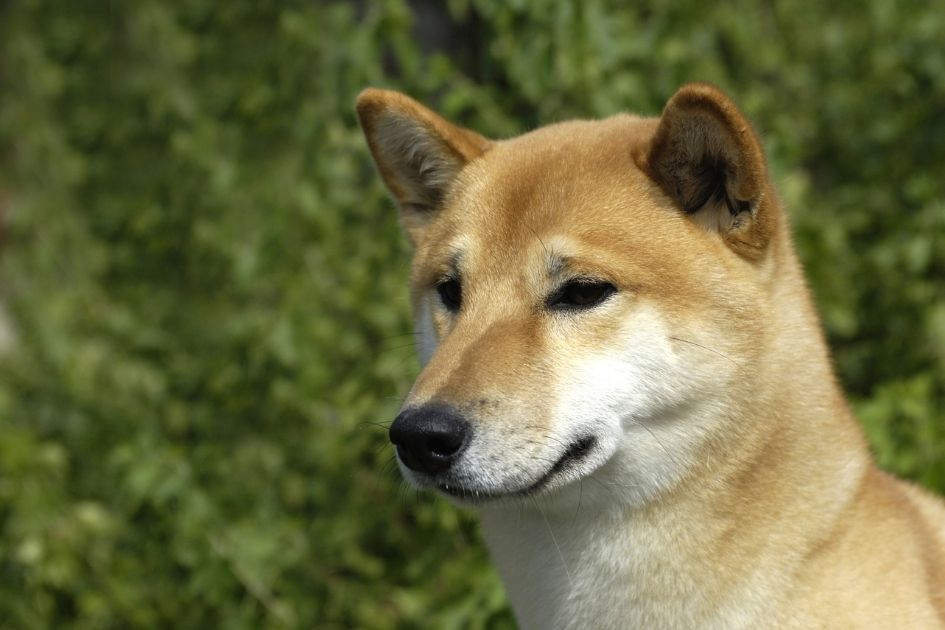 Close Up of Fox Looking Canaan Dog Breed