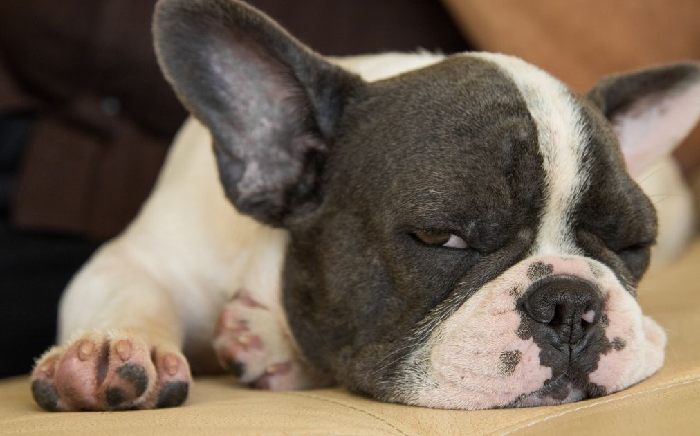 Close Up of Frenchie Dog Lying on Couch