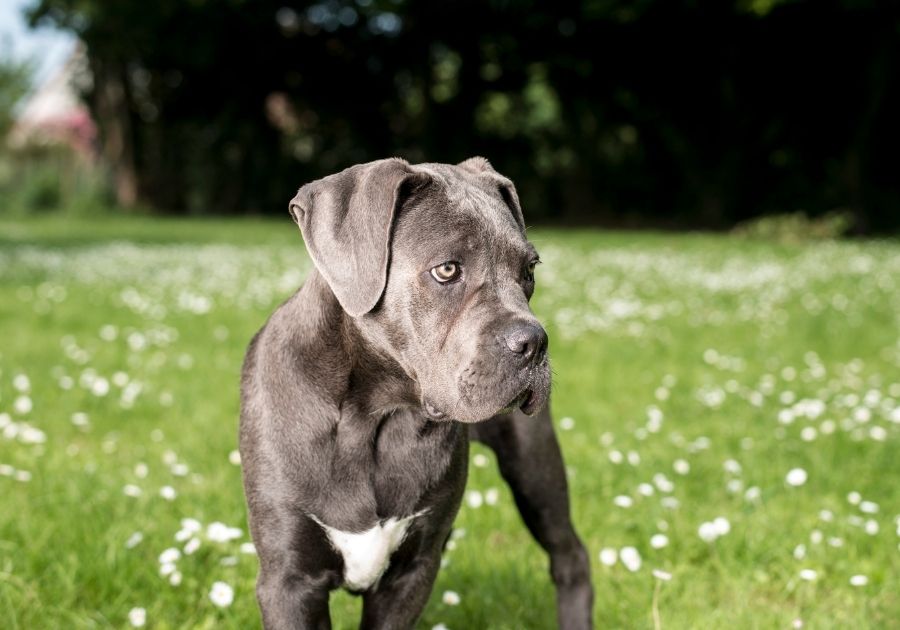 Close Up of Grey Cane Corso Pup at Park