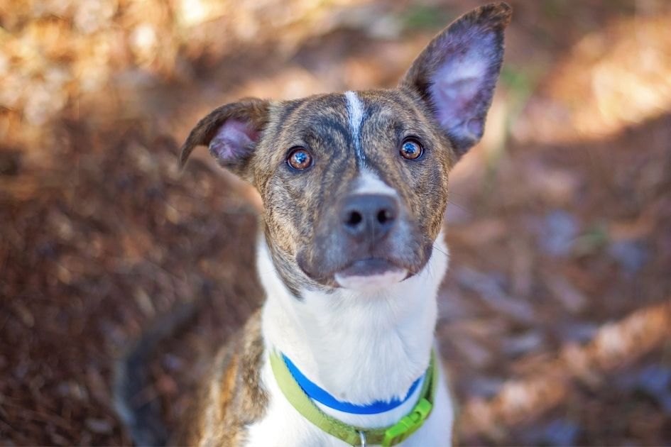 Close Up of Greyhound and Pitbull Mix Looking at Camera