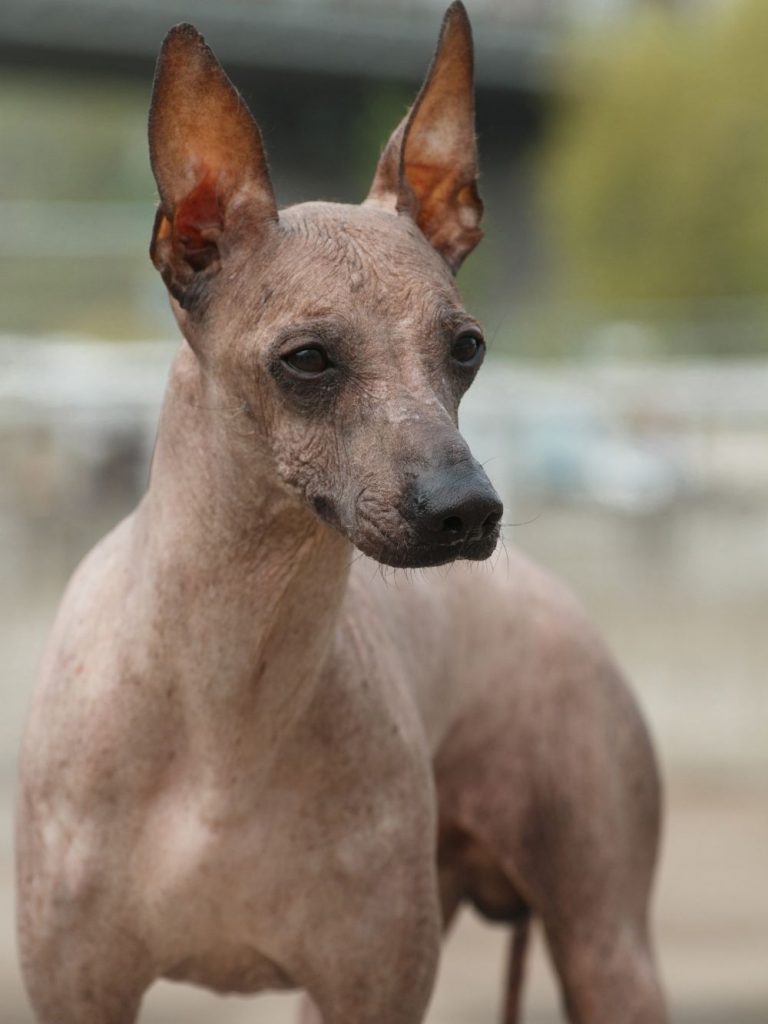 Close Up of Hairless Peruvian Inca Orchid Dog