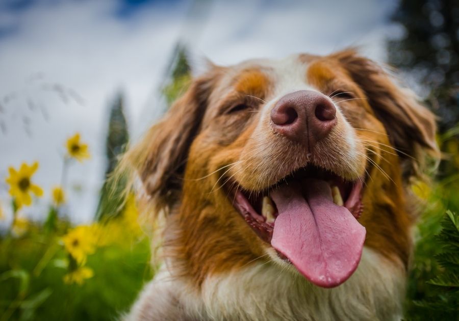 Close Up of Happy Dog Smiling