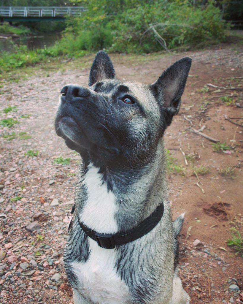 Close Up of Hug Dog looking Up