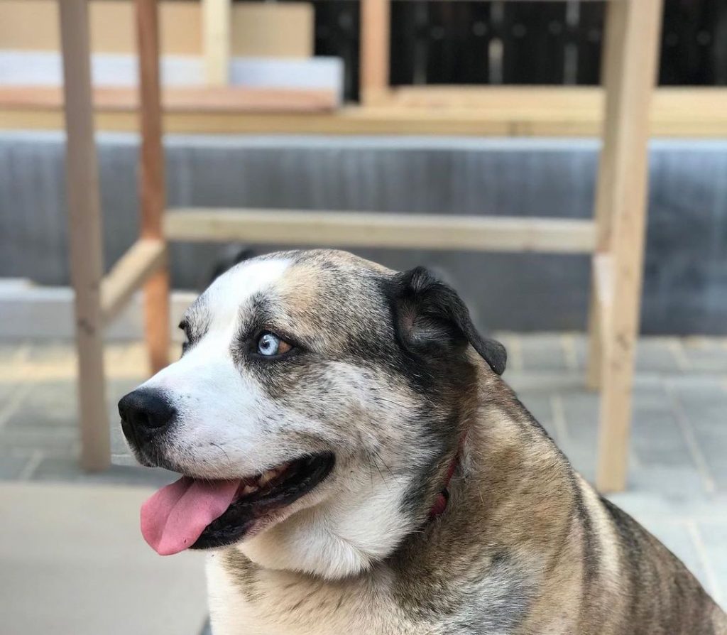 Close Up of Husky Bulldog Mix Smiling