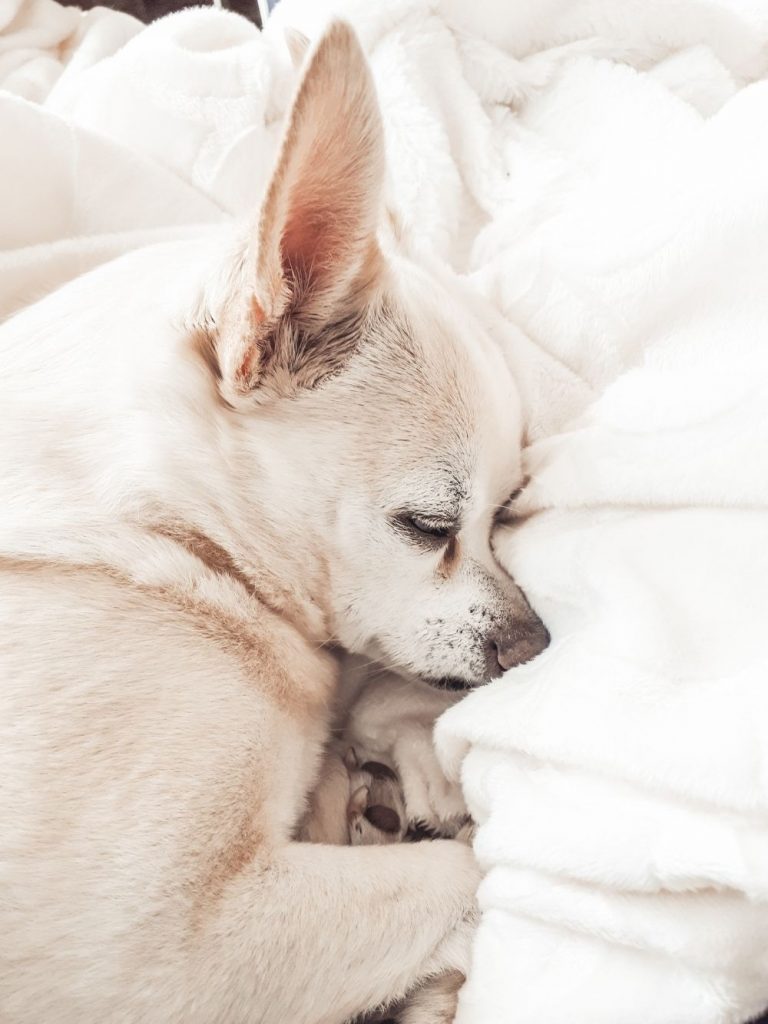 Close Up of Husky and Chihuahua Mix Dog Sleeping