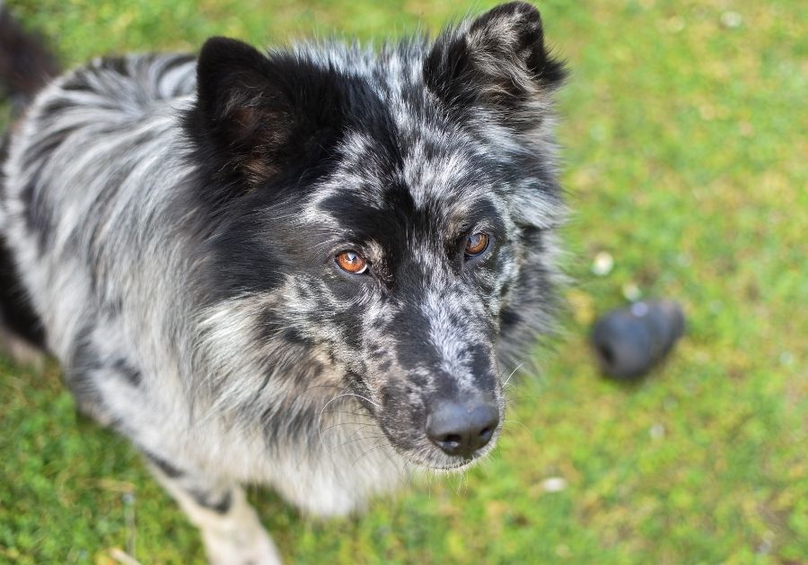 Close Up of Pastore della Lessinia e del Lagorai Dog