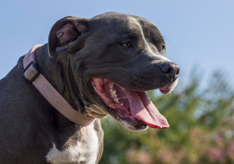 Close Up of Pitbull Dog Face with Strong Jaws