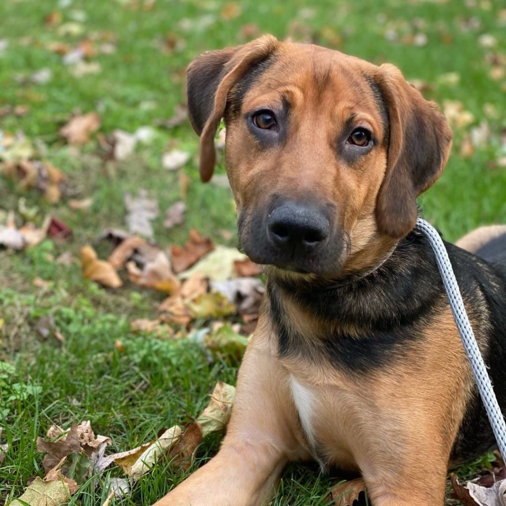 Close Up of Rottweiler Beagle Mix Dog Resting on Grass