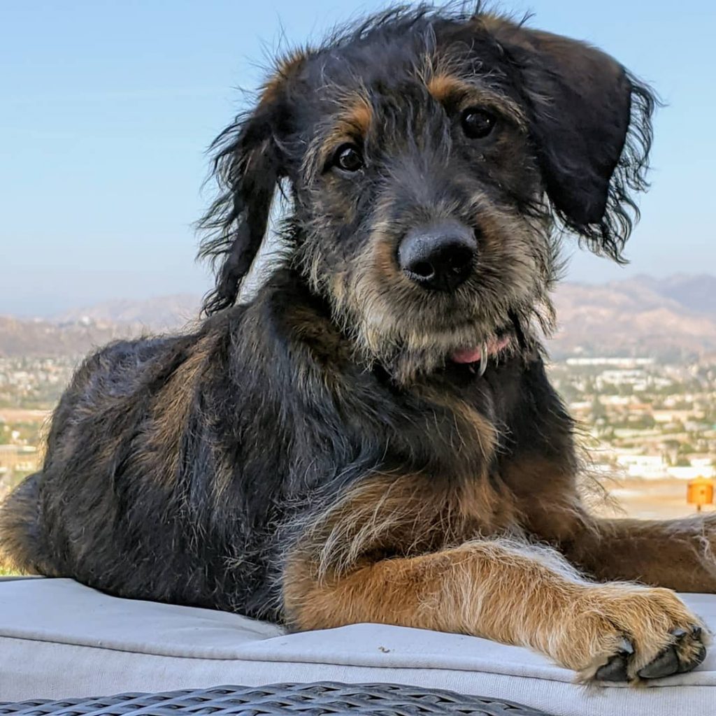 Close Up of Rottweiler Poodle Mix Pup Resting Outside