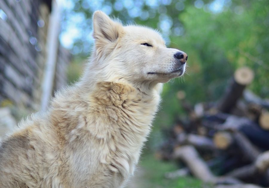 Close Up of Samoyed Husky Crossbreed Dog