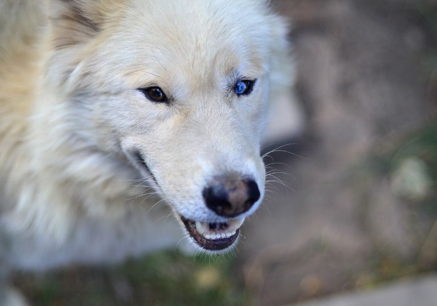 Close Up of Samoyed Siberian Husky Mix Face with One Blue Eye and One Dark Eye