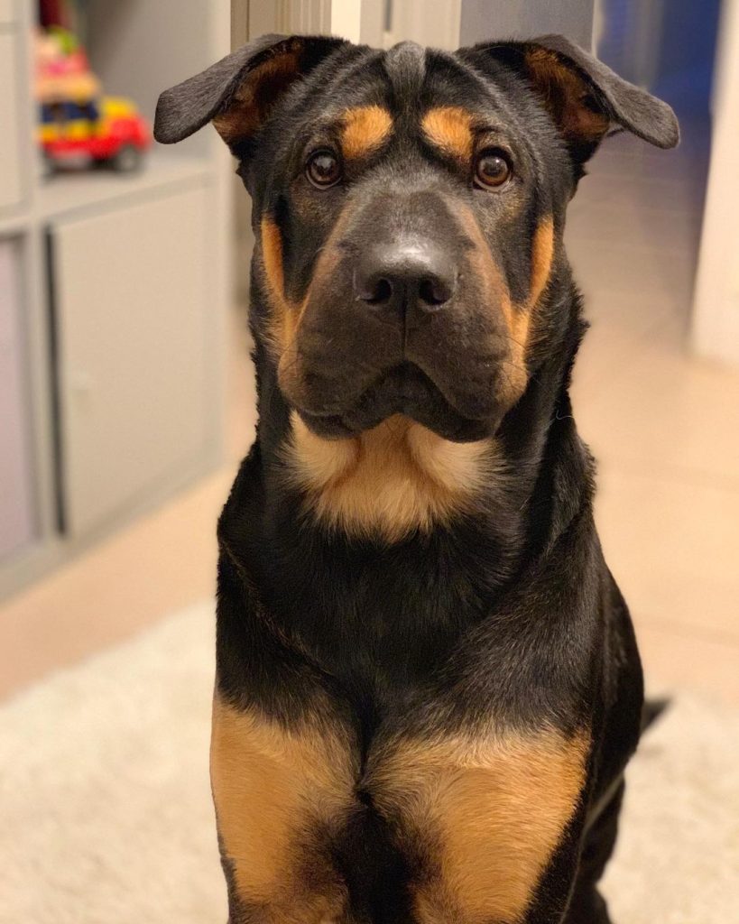 Close Up of Shar Pei Rottweiler Mix Dog