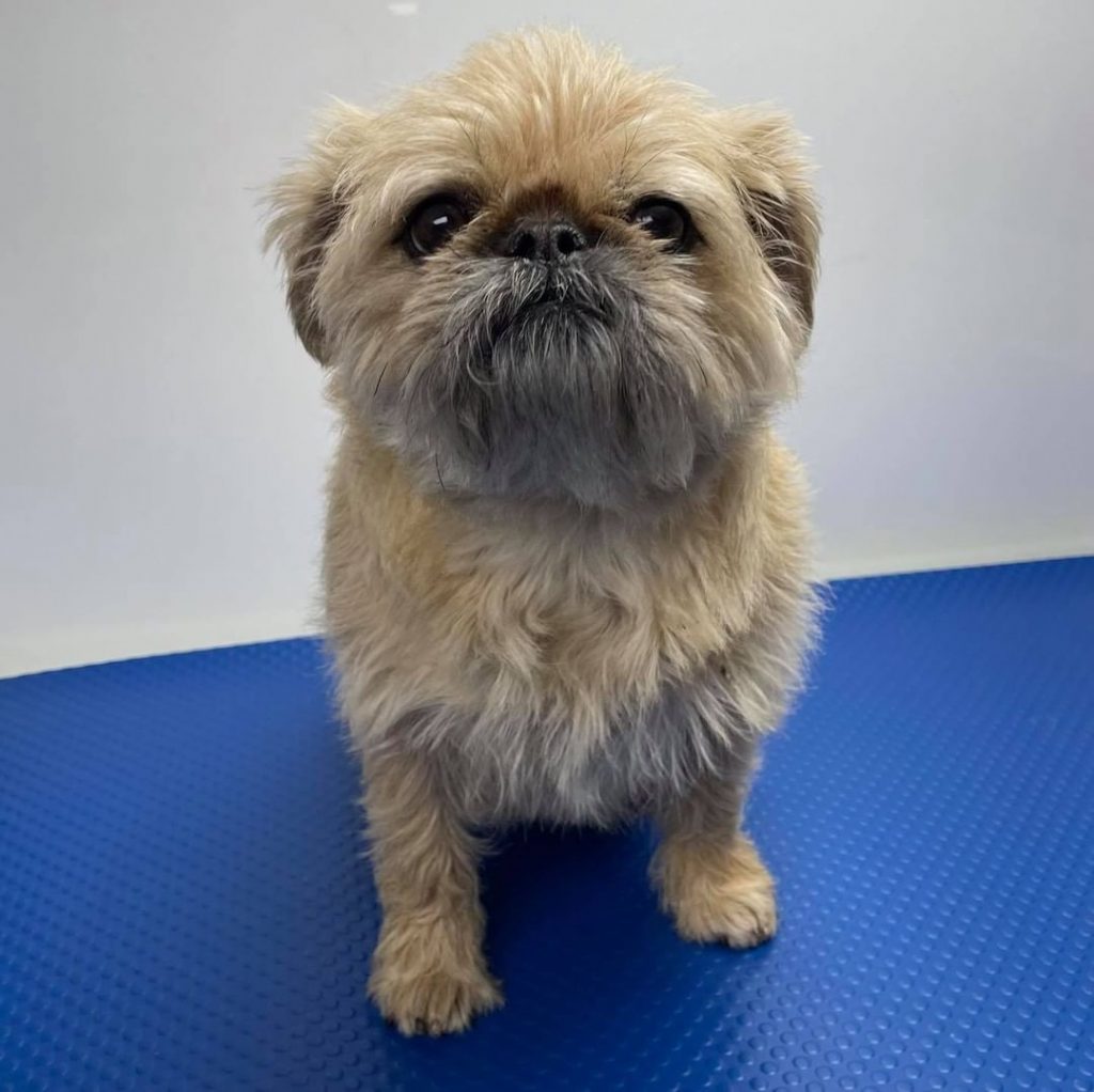 Close Up of Shih Tzu Pug Mix Puppy