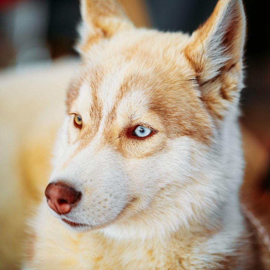 Close Up of White and Red Siberian Husky Pup