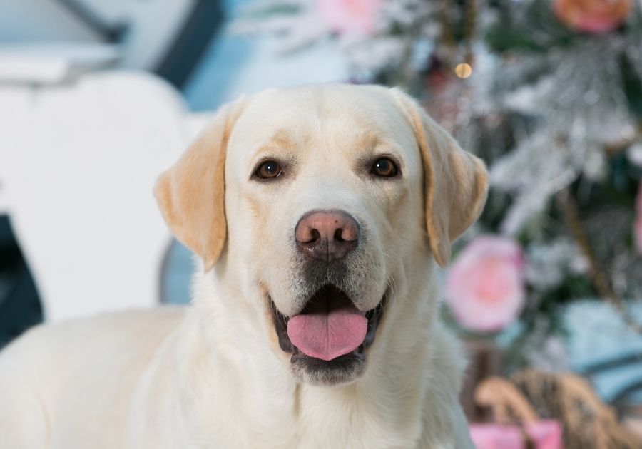 Close Up of a Labrador