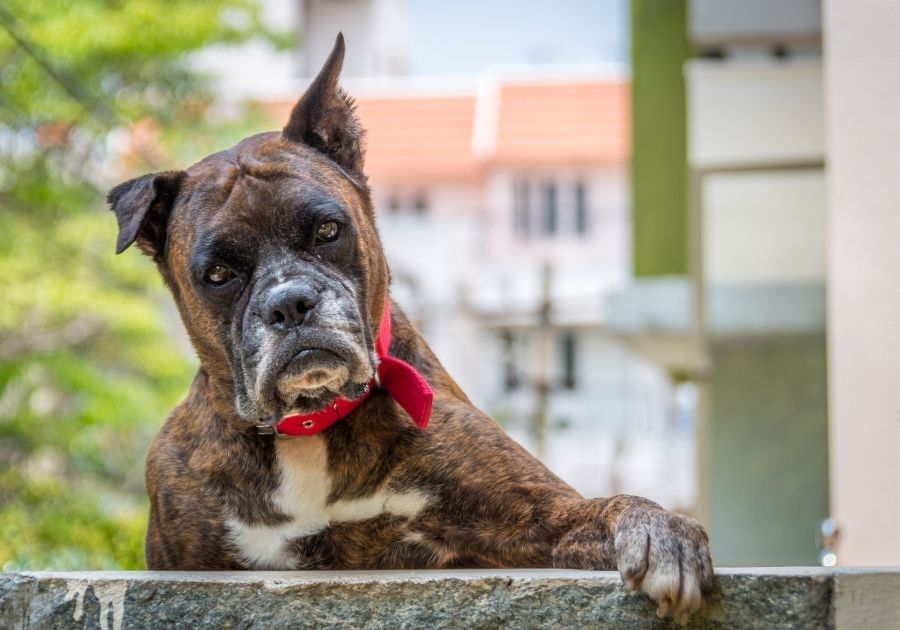 Close up Boxer Dog Standing on Fence