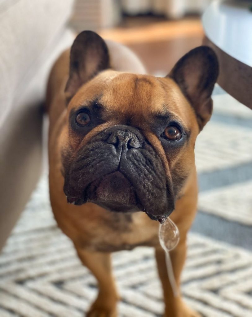 Close Up Brown French Bulldog Drooling