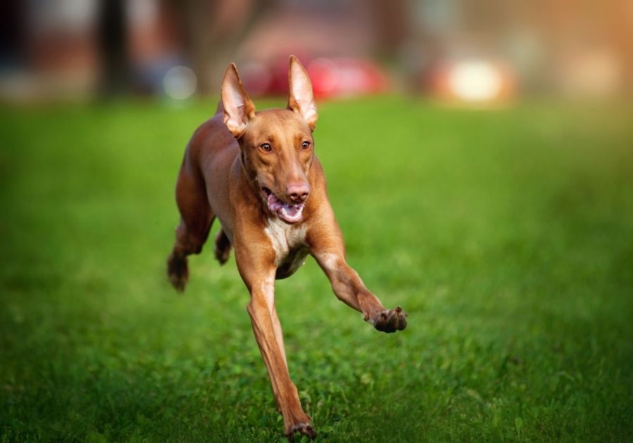 Close up Pharaoh Hound Running on Field