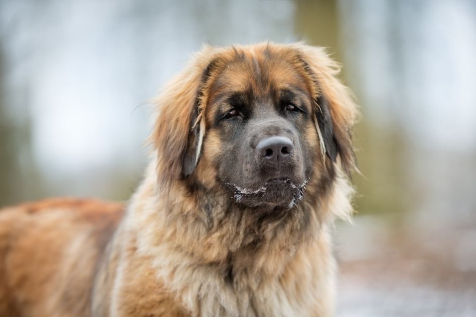 Close up Portrait of Leonberger Dog Looking Forward