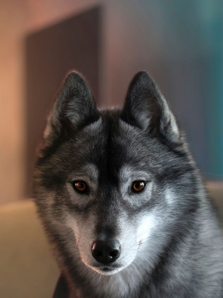 Close up of Agouti Siberian Husky Face With Brown Eyes