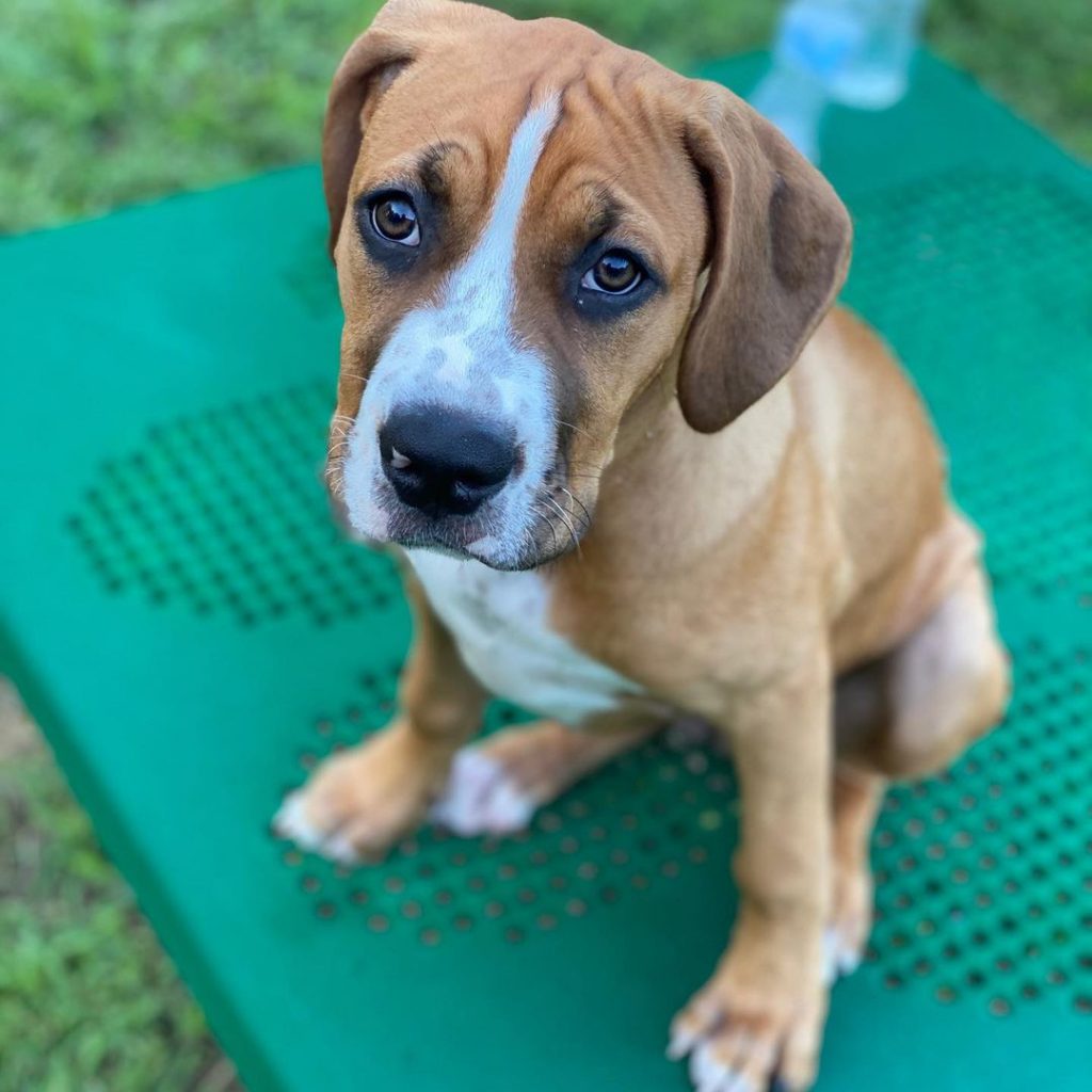 Close up of Cane Corso Pitbull Mix Puppy