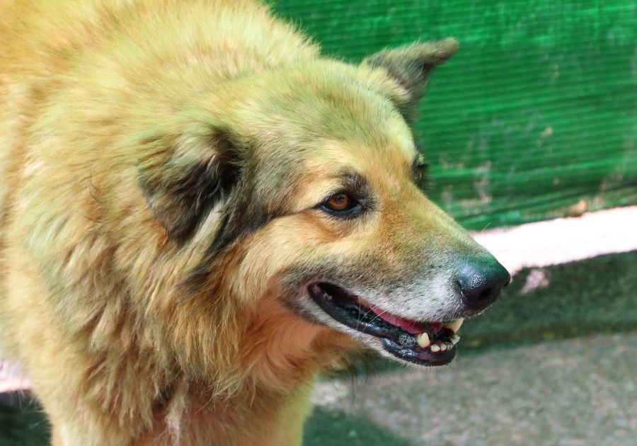 Close up of Spanish Garafian Shepherd Dog Face