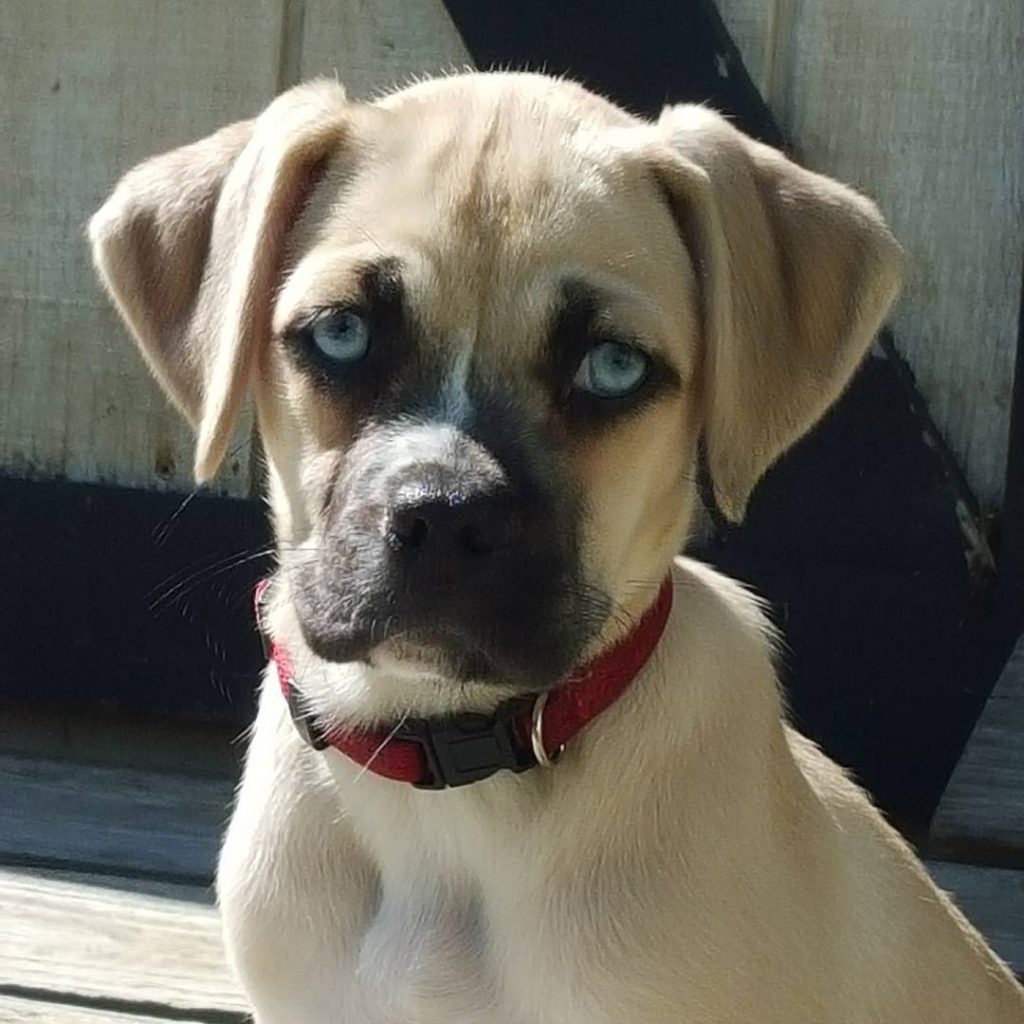 Closeup of Pug and Husky Mix Pup