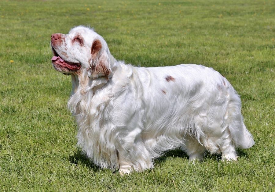 Clumber Spaniel Dog Standing on Grass Looking Up