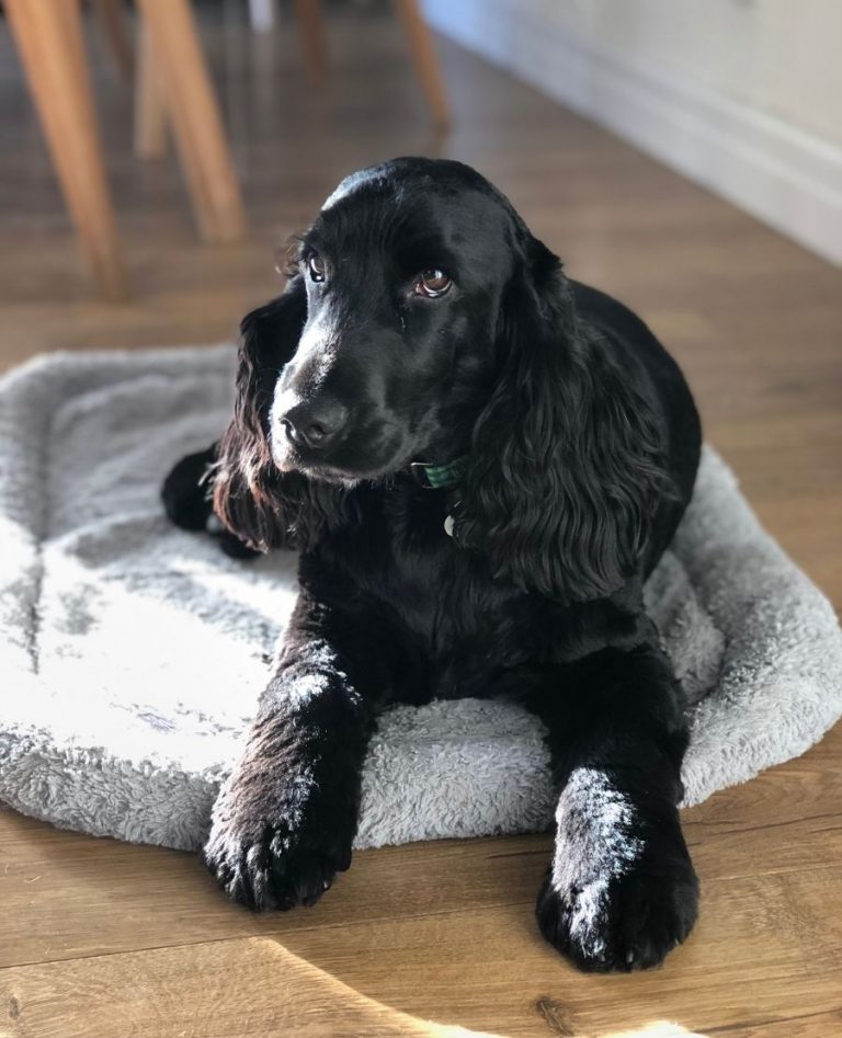 20 Velcro Dog Breeds That Are Super Clingy & Loyal Puplore