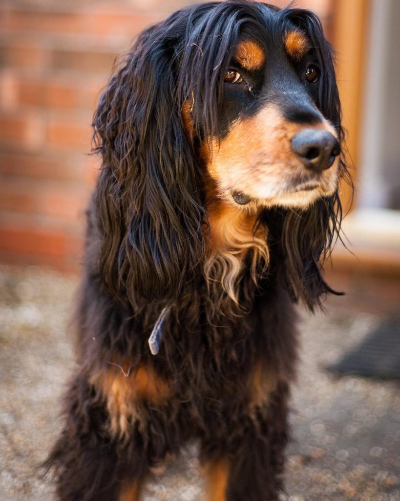 Cockweiler - Rottweiler Cocker Spaniel Mix