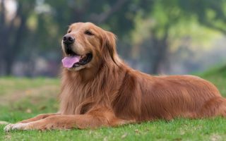 Golden Retriever Health Issues You Should Know