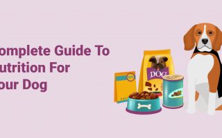 Complete Guide To Nutrition For Your Dog