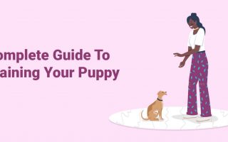 Complete Guide To Training Your Puppy