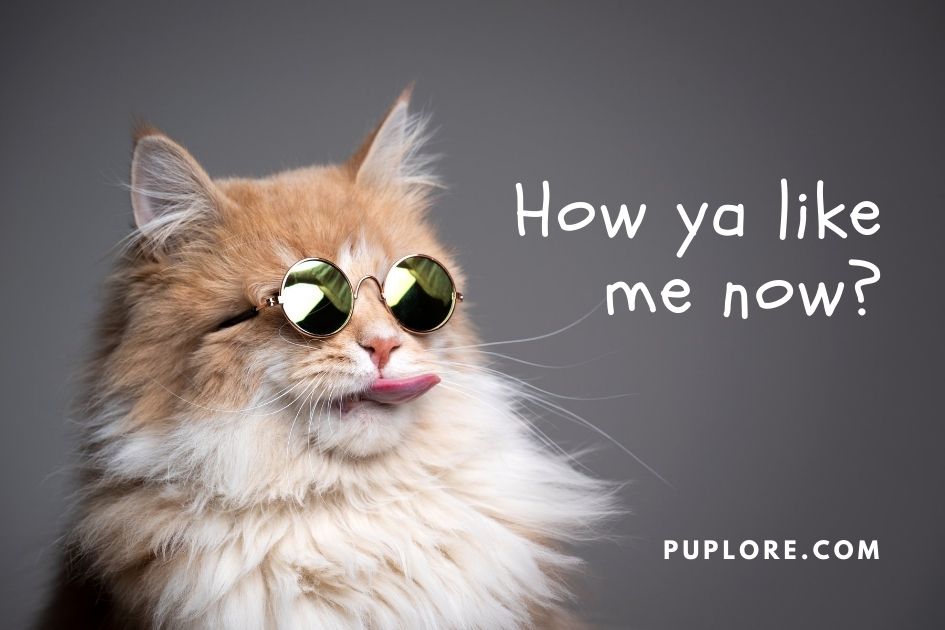 Cool Cat Meme: Picture of a Cat Wearing Glasses and Sticking Out Tongue