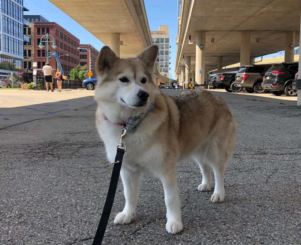 Corgi Husky Mix Dog Standing Outdoor