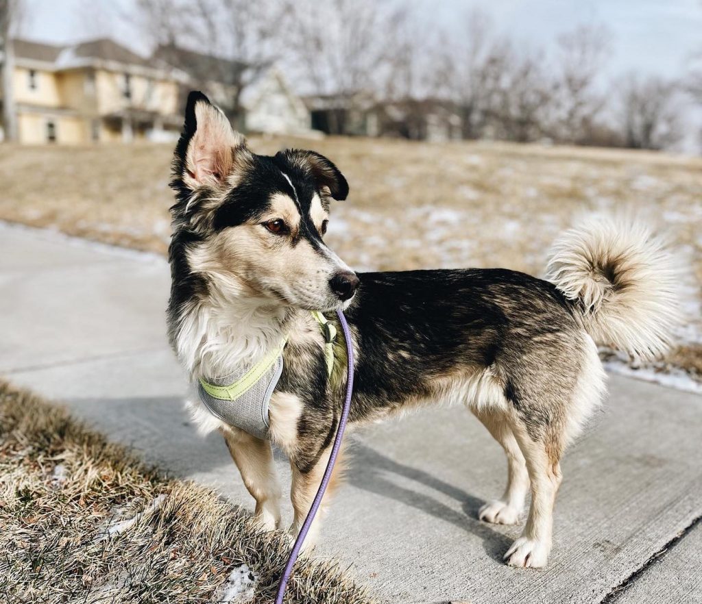 Corgi Husky Mix Dog Standing on Walkway