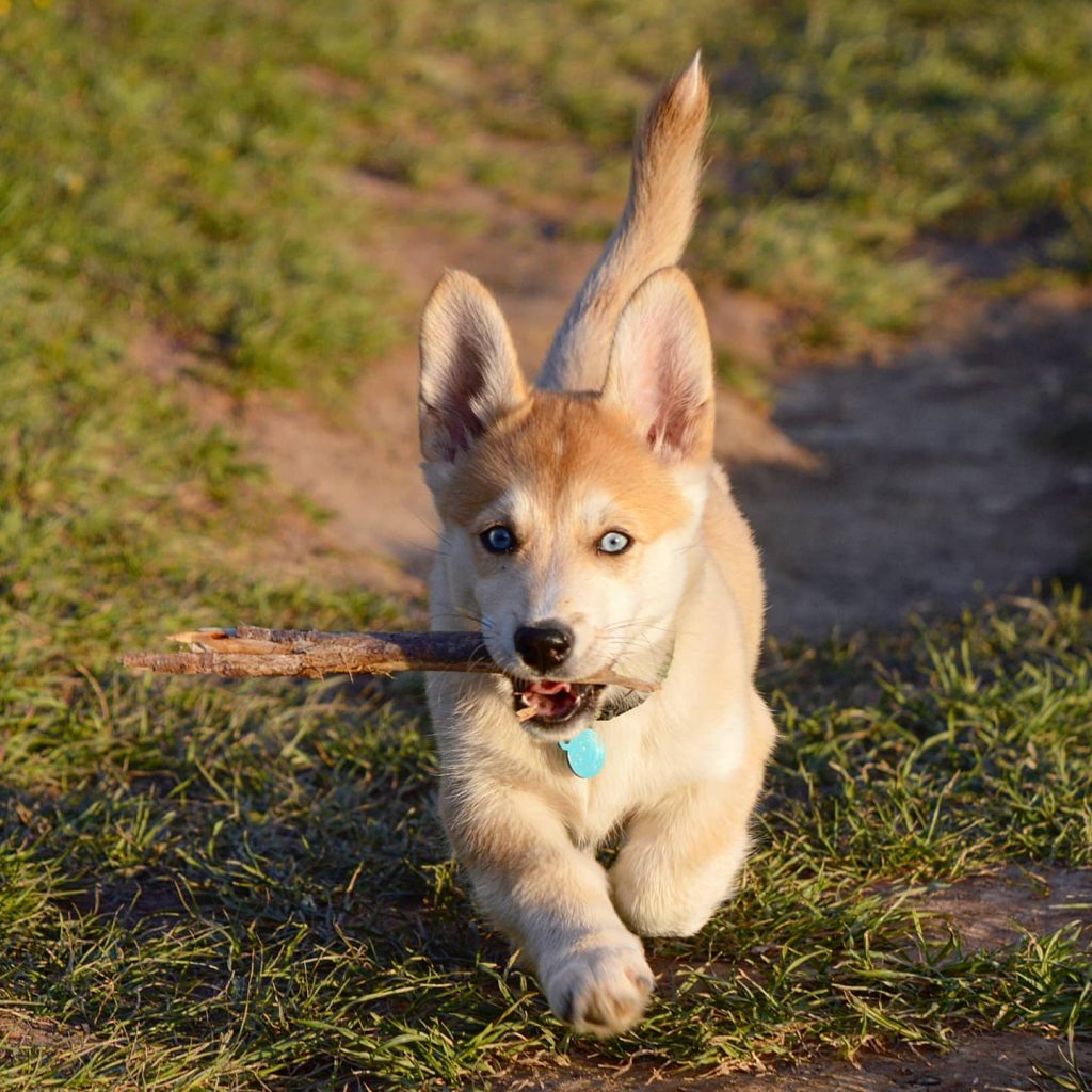 Corgi and Husky Mix Puppy Carrying Stick