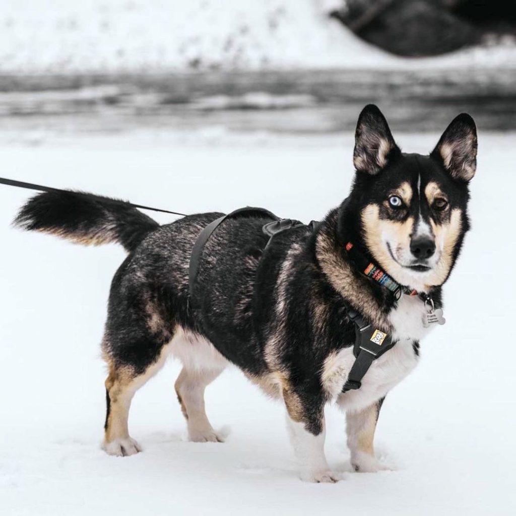 Corgsky / Horgi Dog Standing on Snow