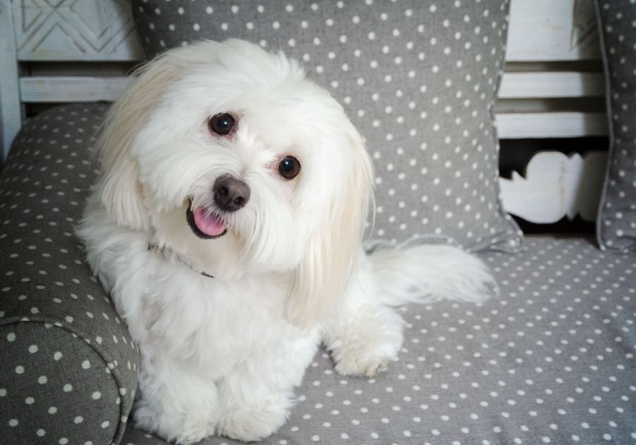 Coton de Tulear Pup Sitting on Couch