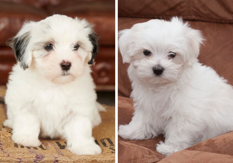 Coton de Tulear Puppy and Maltese Puppy Side by Side