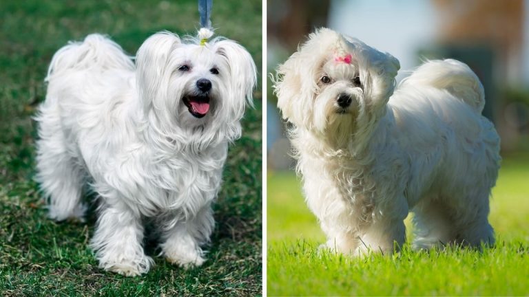 Coton de Tulear vs Maltese: What's The Difference? | Puplore