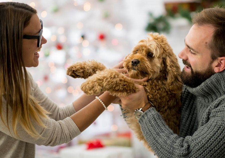 Couple Happy with their Apricot Labradoodle Pup