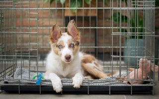 6 Crate Training Pros and Cons: Will Your Pup Hate You?