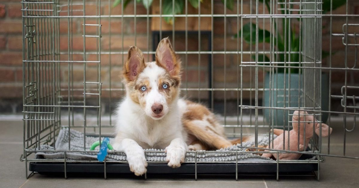Crate Training Pros and Cons