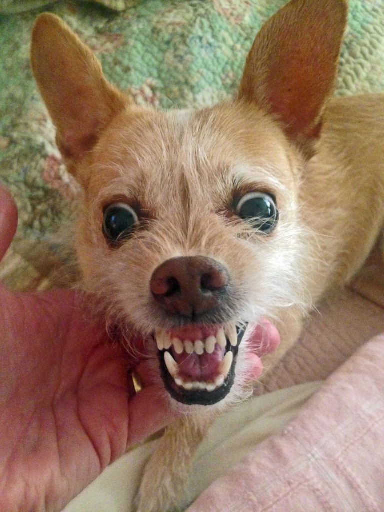 Crazy and Aggressive Chihuahua Dog