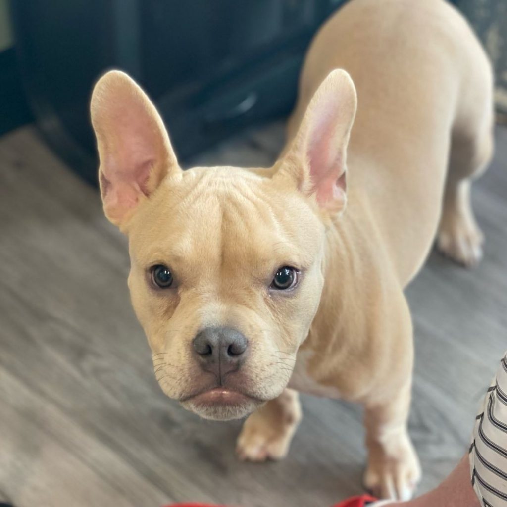 Cream French Bulldog and Pitbull Mix Pup Standing Looking Up