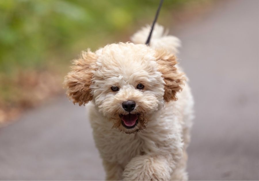 Cream Maltipoo Walking