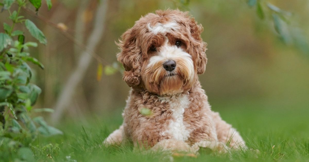 Curly Haired Dog Breeds That Are Totally Gorgeous