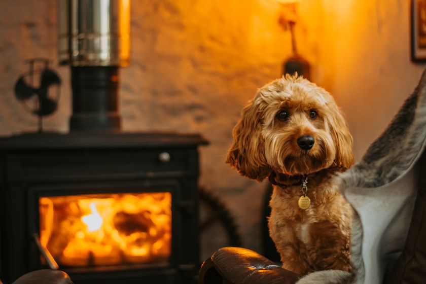 Cute Cavapoo Dog Sitting By Furnace